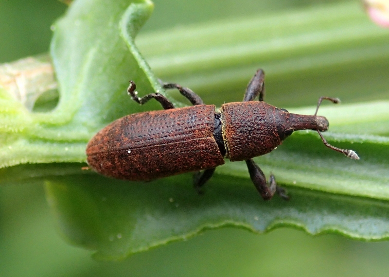 Curculionidae da Id. - Lixus cf. linearis